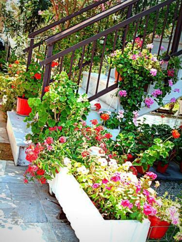 Hostal Skotina Rooms