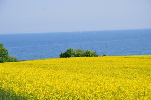 Strandgut Ferienhaus "lille Bo" ***** - [#94341]
