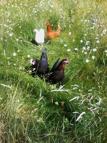 Bed & Breakfast Pukeko Nest Chambres D'h�tes