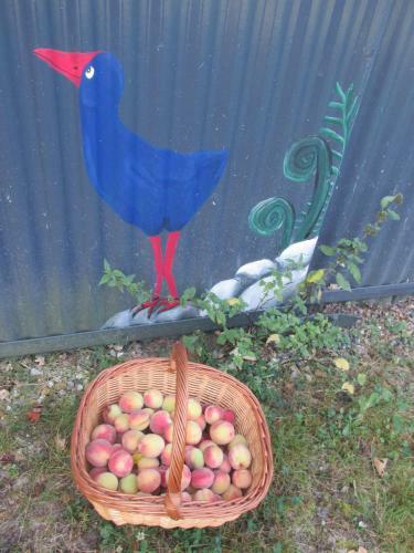 Bed & Breakfast Pukeko Nest Chambres D'h�tes