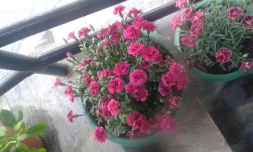 Hostal Nissaki Guesthouse