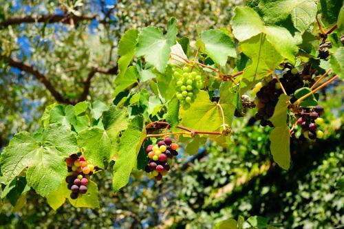 Bed & Breakfast Island View Villa