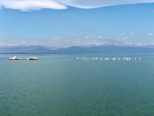 Skadar Lake Apartments Pajovic