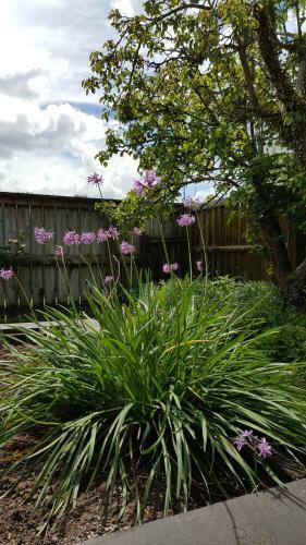 Villa Waihi Wonderland