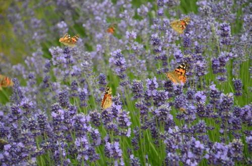 Hostal Zielone Zacisze