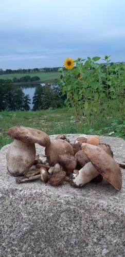 Agroturismo Mi?a Dolina