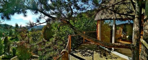 Radihaus & Treehaus ?ar