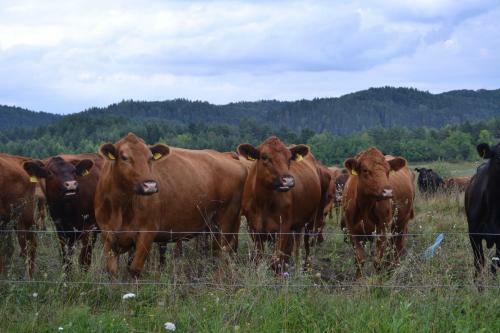 Agroturismo Farm Stay Peternelj