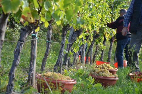 Agroturismo Farm Stay ?ibav B&B