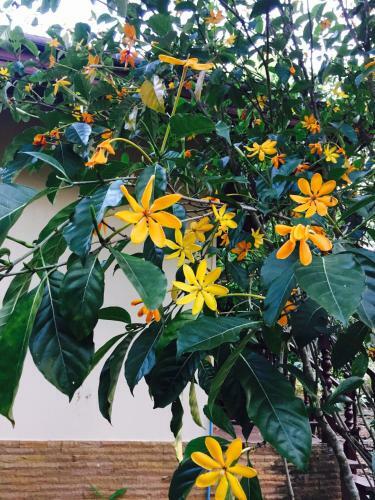 Hotel Khaoyai Nature Retreat