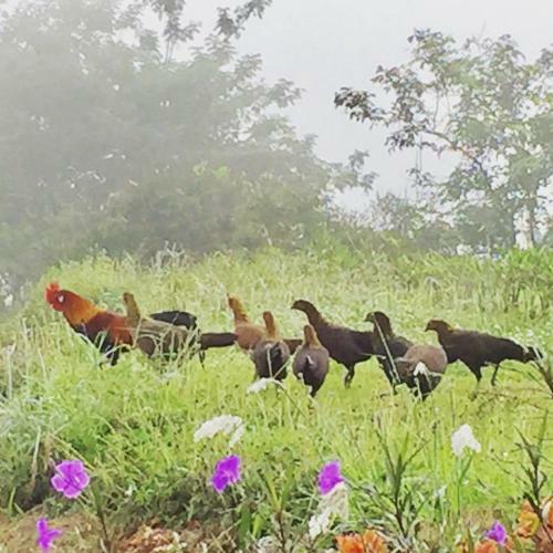 Hotel Khaoyai Nature Retreat