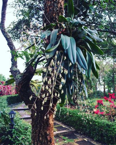 Hotel Khaoyai Nature Retreat