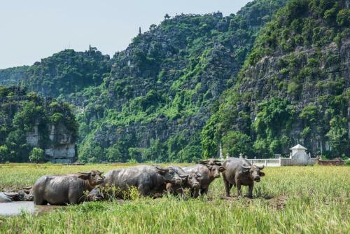 Tam Coc Mr.loa Homestay