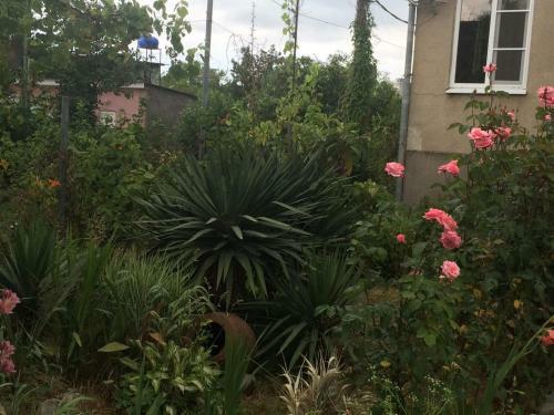 Bed & Breakfast Guesthouse Mira