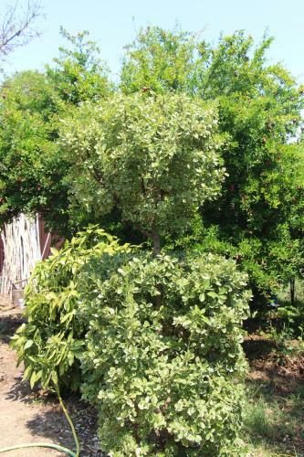 Hostal Guest House U Kamo