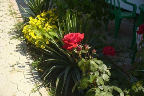 Hostal Tikhaya Gavan Guest House