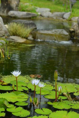 Amrita Green Retreat