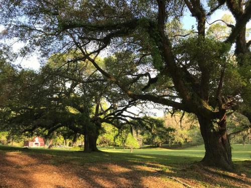 Bed & Breakfast Canemount Plantation Inn