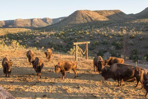 Agroturismo Grand Canyon Western Ranch