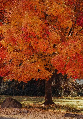 Lodge Lakeview Terrace Resort