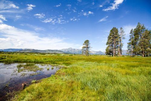 Elegant Pine