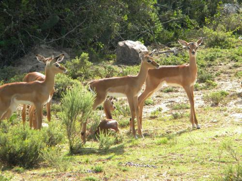 Elshaddai Game Lodge
