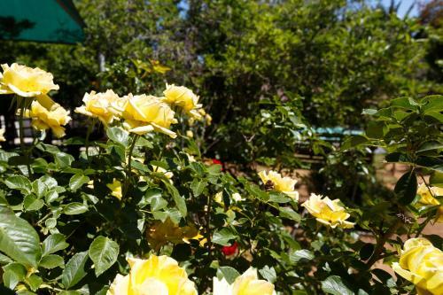 Hostal Sunrose Group Of Guesthouses