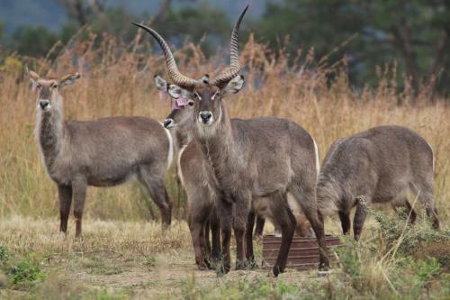Lodge Kwaggashoek Game Ranch