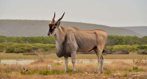 De Hoop Collection
