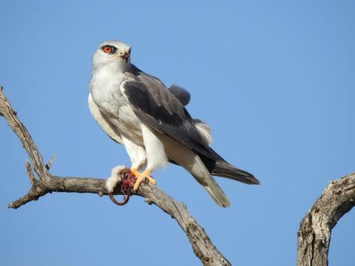 Tented Adventures Pilanesberg