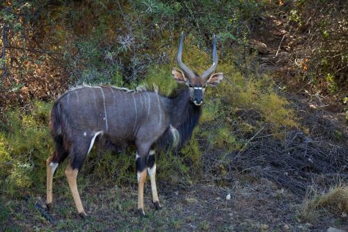 Wildehondekloof Game Lodge