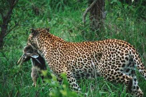 Honeyguide Tented Safari Camps - Ranger