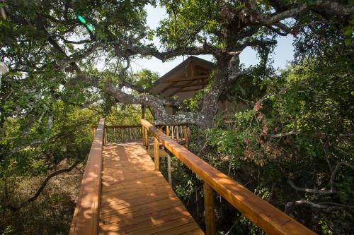 Lion Tree Top Lodge