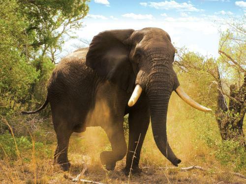 Tembe Elephant Park Lodge
