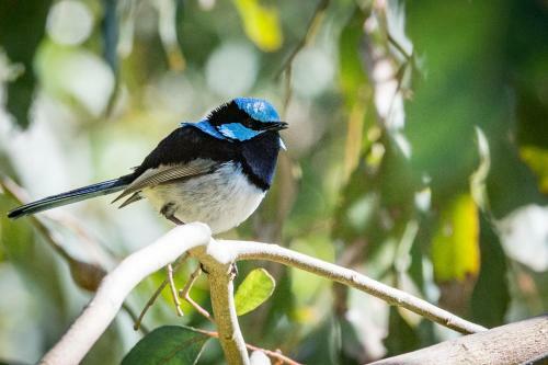 Fairy Wren Apartment