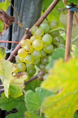 Hotel G�stehaus Wein Im Turm