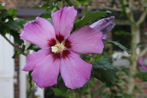 Bed & Breakfast Heure Bleue