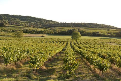 Bed & Breakfast Domaine de Pelican