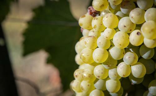 Bed & Breakfast Ch�teau Pi�gu�