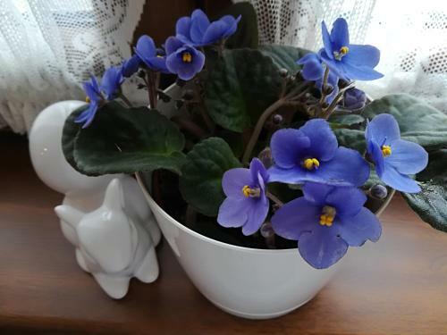 Apartamento Erd?sz�li H�zik�
