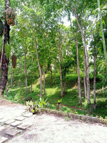 Tereng Wilis Jungle Inn