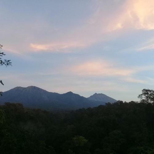 Tereng Wilis Jungle Inn