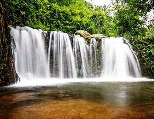 Tereng Wilis Jungle Inn
