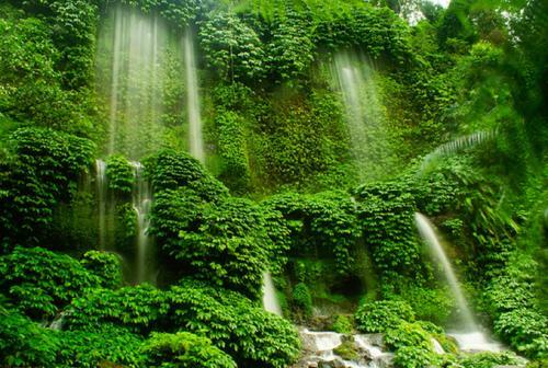 Tereng Wilis Jungle Inn