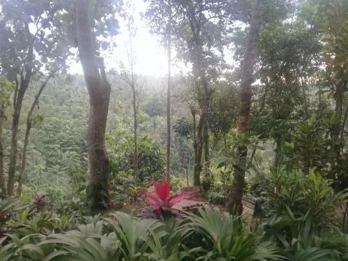 Bed & Breakfast Ijen Java Homestay