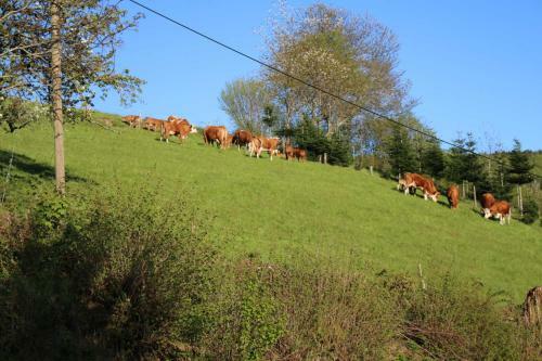Agroturismo Schwoererhof