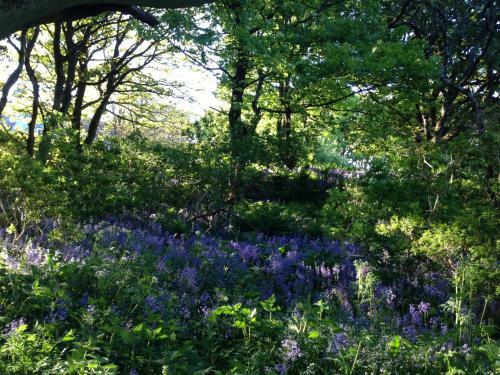 Bed & Breakfast Woodwick House