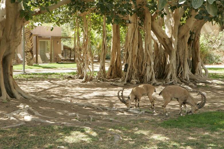 Ein Gedi Kibbutz Hotel