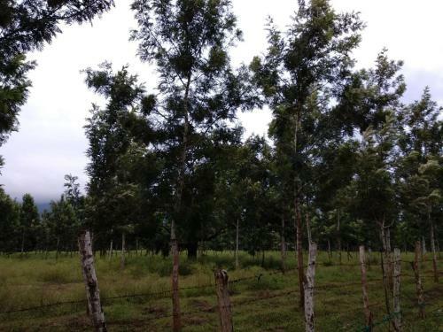 Hotel Singaras Coffee Country