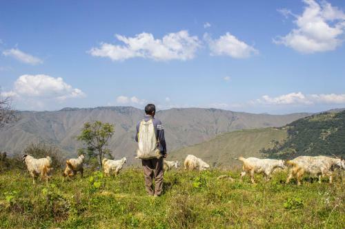 The Goat Village Nag Tibba